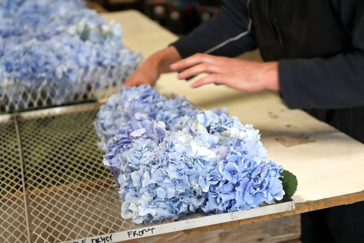 Freeze Dryer | Shaanxi Achieve chem-tech Freeze Dryer | Shaanxi Achieve chem-tech